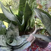 گل سانسوریا مهتابی سبز پاکوتاه متوسط|گل و گیاه طبیعی|سنگر, |دیوار