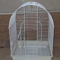 قفس
