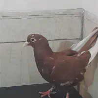 ماده زردکلاهی وماده گلی پلنگ