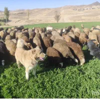 گوسفند گوشتی