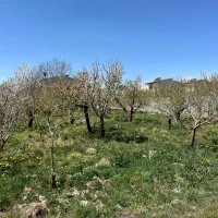 دماوند جابان ۲۰۰متر زمین باغ خریدبدون واسطه اقساطی|فروش زمین و ملک کلنگی|دماوند, دماوند|دیوار