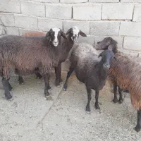 میش قره قزل|حیوانات مزرعه|ماهنشان, |دیوار