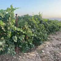 انجام کلیه امور باغبانی