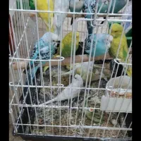 مرغ عشق قناری فنچ طوطی عروس هلندی مرغ مینا|پرنده|یاسوج, |دیوار