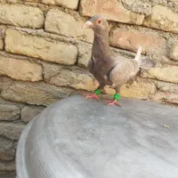 یک جفت کبوتر|پرنده|چناران, |دیوار