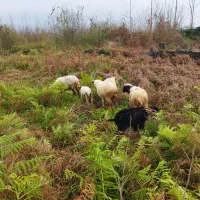 گوسفند زنده به همراه قصابی رایگان