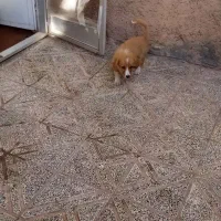 سگ اشپیتز|سگ|کرمان, |دیوار