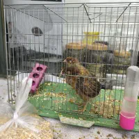 جوجه مرغ و خروس|حیوانات مزرعه|خمینی‌شهر, |دیوار