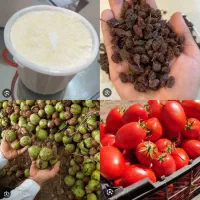 گوجه گردو کشمش ماست