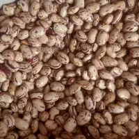 لوبیا ثمین بذر