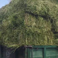 فروش100بسته یونجه