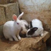 خرگوش‌جوجه‌وبزرگ‌لوپ|موش و خرگوش|زاهدان, |دیوار