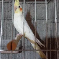 عروس هلندی