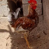 خلفه خروس