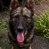 سگ ژرمن ورک