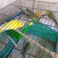 پرنده مرغ عشق وعروس هلندی