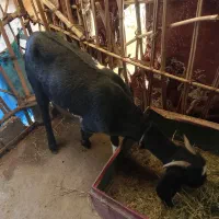 سراوان اسپیچ|حیوانات مزرعه|سراوان, |دیوار