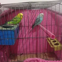 یک جفت مرغ عشق مولد