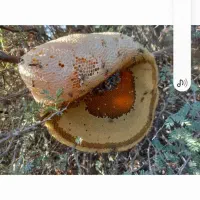 عسل وحشی|خوردنی و آشامیدنی|میناب, |دیوار