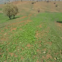 زمین کشاورزی اجاره شاهیوند