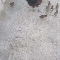 مرغ با جوجه