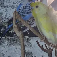 معاوضه مرغ عشق پروانه ایی با سره نر|پرنده|شهریار, شهرک امیریه|دیوار