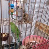 طوطی ملنگو|پرنده|بوئین زهرا, |دیوار