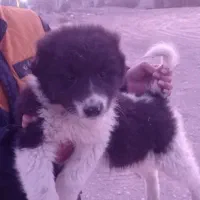 توله سگ قدر جون نر