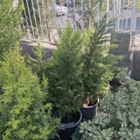 کاج لاوسون|گل و گیاه طبیعی|مشهد, نیروی هوایی|دیوار