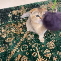 اسکاتیش