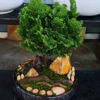 گل بن سای