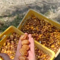 زاهدی ۹۹
