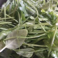 علف و بیده