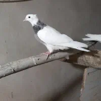 پرنده|پرنده|بهار, |دیوار