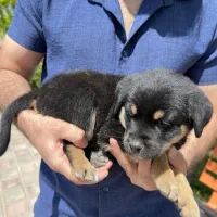 روتوایلر نر شناسنامه دار