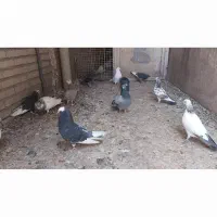 فروش کبوتر تهرانی