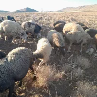 میش|حیوانات مزرعه|زنده رود, |دیوار