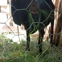 گوساله نر و بز پاکستانی|حیوانات مزرعه|کرمان, |دیوار