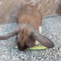 خرگوش لوپ .،تعلیم داده.