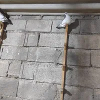 کببوترشامی|پرنده|برازجان, |دیوار