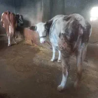 گاو و گوساله نمونه
