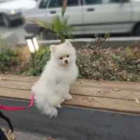 سگ پامر خرسی اصلی