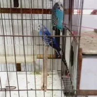 مرغ عشق سر تخم|پرنده|ایذه, |دیوار