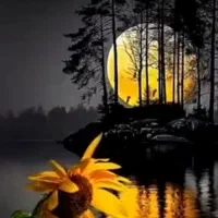 سیم کارت همراه اول