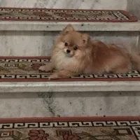 پامرین روباهی|سگ|قدس, شهرقدس|دیوار