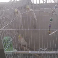 عروس هلندی نر معاوضه با ماده