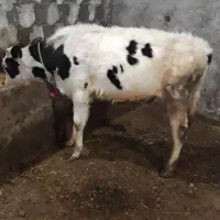 گوساله نر سیمنتال