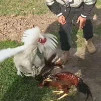 خروس لاری اصیل