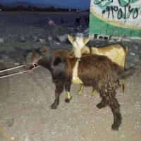 چپشت چاق