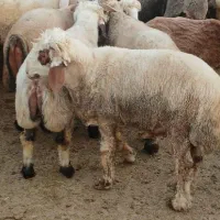 فروش ۱۰ عدد بره نر چاق پرواری|حیوانات مزرعه|آبپخش, |دیوار